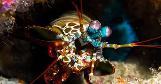 CuriousCreaturesShrimp