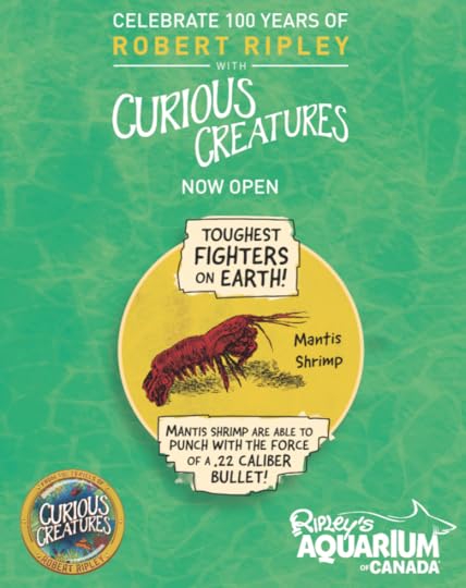 Mantis Shrimp
