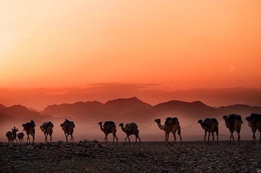 Camels in desert