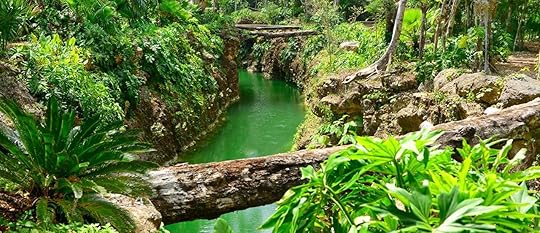 Yucatan jungle