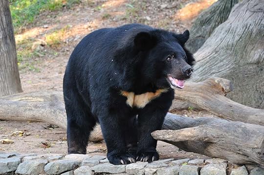 asian black bear
