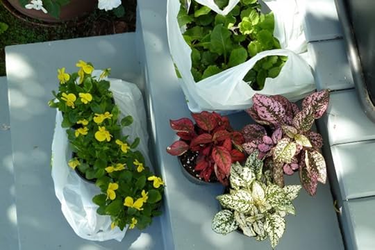 Kris Pearson - garden plants