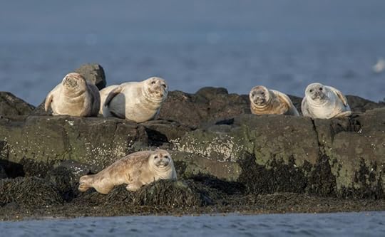 Seals in Iceland's Vatnsnes peninsula 
