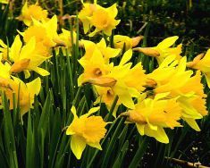 daffodils