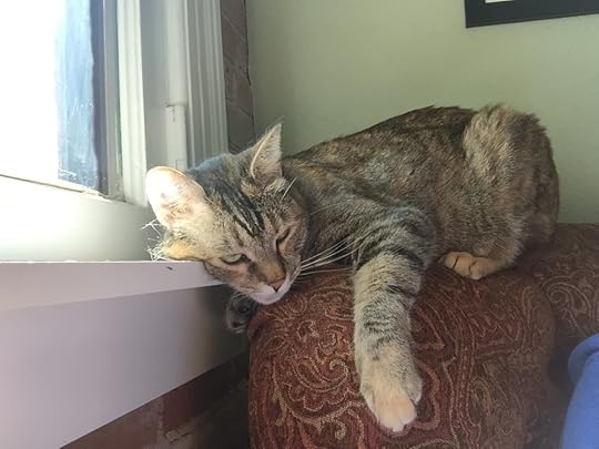 Lola having a rest by the window.