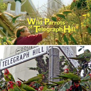 images of parrots of Telegraph Hill