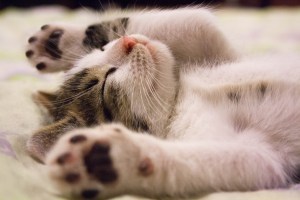 Lazy cat