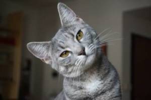 Introducing Your Cat to A Pet Carrier