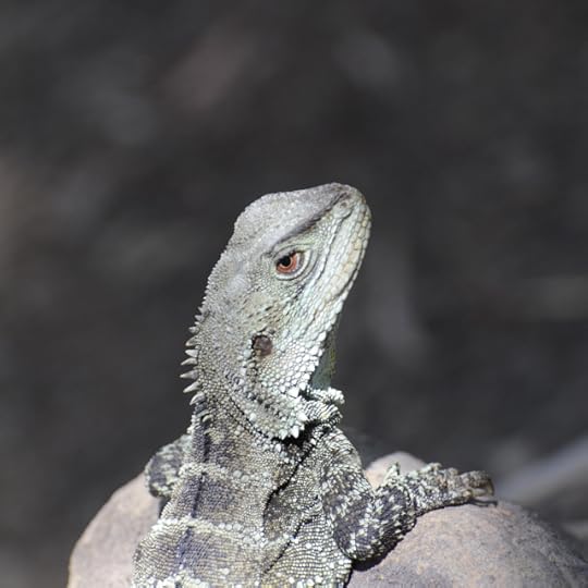 Gippsland Water Dragon, Earl Grey Editing