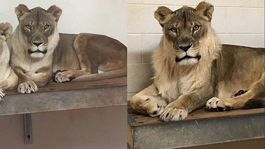 bridget the lioness