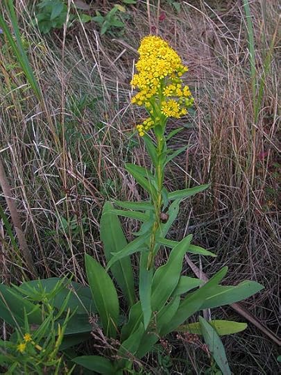 File:Seaside Goldenrod - Flickr - treegrow.jpg