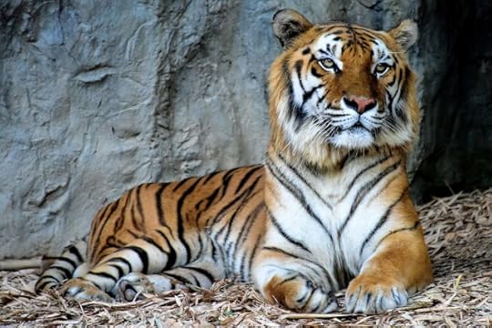 Indochinese_Tigers