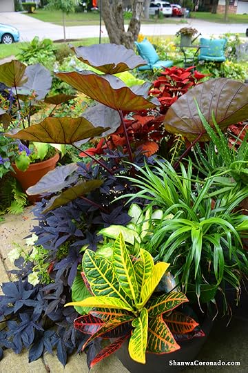 Colocasia Distant Memory