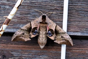 moth-2432376__340