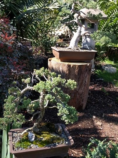 bonsai