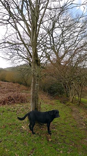 Tilly and the rowan tree