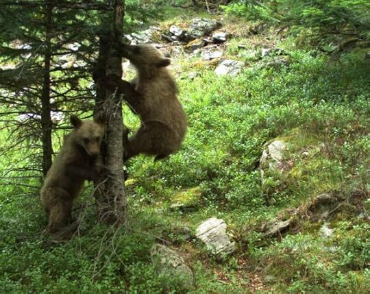 Bear cubs photographed on an automatic camera near the Port de Tavascan, July 2017