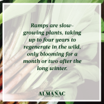 ramps, wild onions, spring harvest, beekman 1802 almanac, beekman 1802, beekman boys, trivia facts, foraging