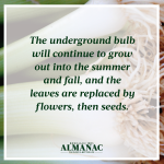 ramps, wild onions, spring harvest, beekman 1802 almanac, beekman 1802, beekman boys, trivia facts, foraging