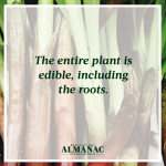 ramps, wild onions, spring harvest, beekman 1802 almanac, beekman 1802, beekman boys, trivia facts, foraging