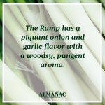 ramps, wild onions, spring harvest, beekman 1802 almanac, beekman 1802, beekman boys, trivia facts, foraging