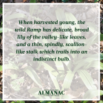 ramps, wild onions, spring harvest, beekman 1802 almanac, beekman 1802, beekman boys, trivia facts, foraging