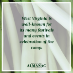 ramps, wild onions, spring harvest, beekman 1802 almanac, beekman 1802, beekman boys, trivia facts, foraging