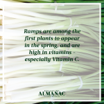 ramps, wild onions, spring harvest, beekman 1802 almanac, beekman 1802, beekman boys, trivia facts, foraging