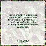 ramps, wild onions, spring harvest, beekman 1802 almanac, beekman 1802, beekman boys, trivia facts, foraging