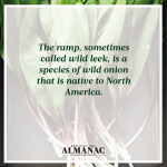 ramps, wild onions, spring harvest, beekman 1802 almanac, beekman 1802, beekman boys, trivia facts, foraging