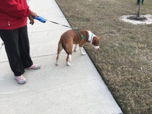 dog sniffing grass