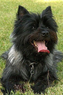 Cairn Terrier Pixel van Chatanehof