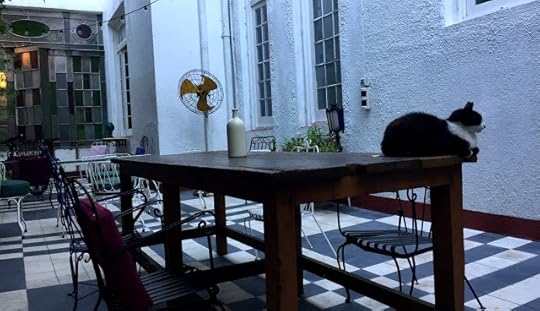Cat in patio
