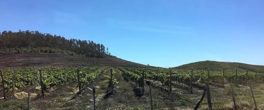 vinyards on way to Punta del Este