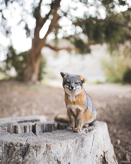 Island fox Ventura California