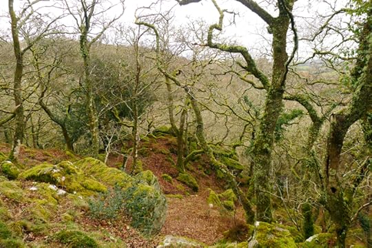 Plymbridge Woods 4