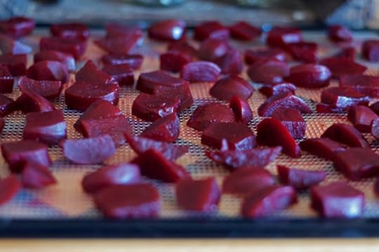 Side view of beet slices on a dehydrator tray for beet raisins. 