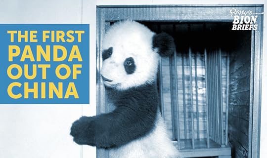 first panda