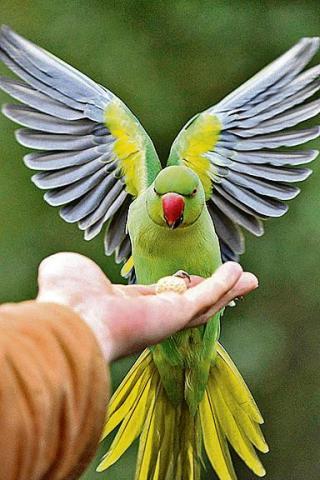 Parakeets are common in London and have become used to human contact