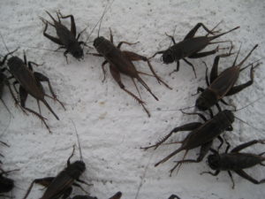 field crickets