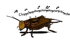 cricket chirp