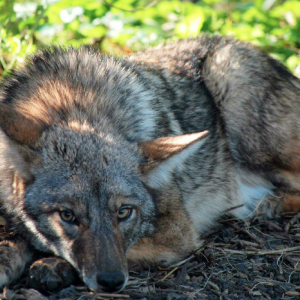 image of coyote on Telegraph Hill