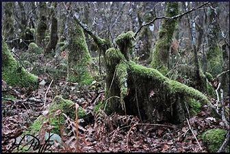 Image result for strange natural shapes