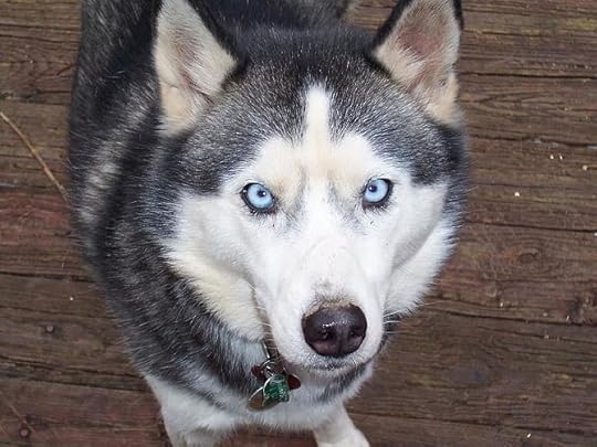 Photo of the author's dog, a blue-eyed Siberia...