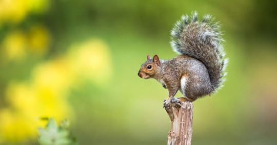office squirrel