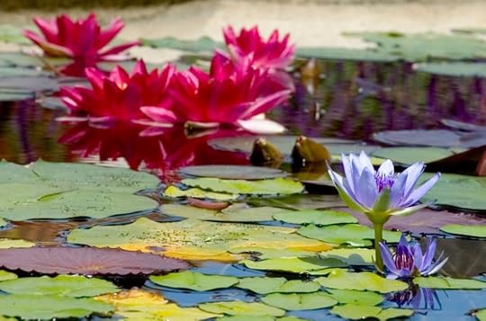 water-lillies