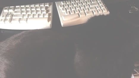 Cat? Or a black sweater? Who can say?