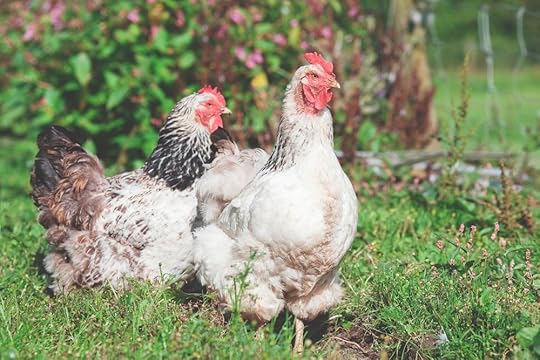 hens on a farm.jpg