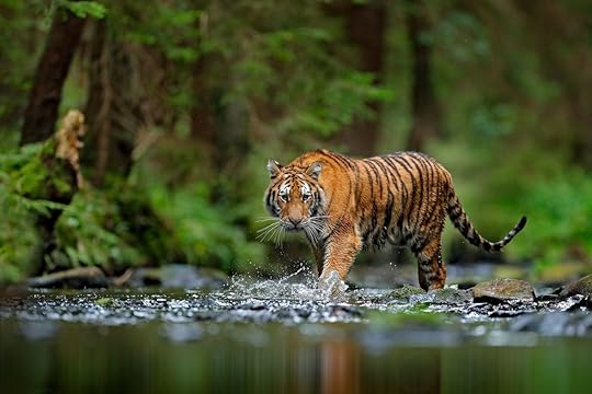 Tiger walking