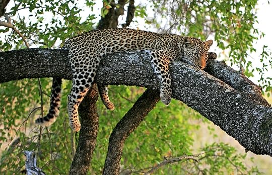 African leopard